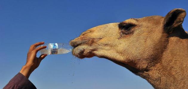 فاشينستا كويتية تقدم عروضاً مغرية على أسعار “بول البعير” بول البعير