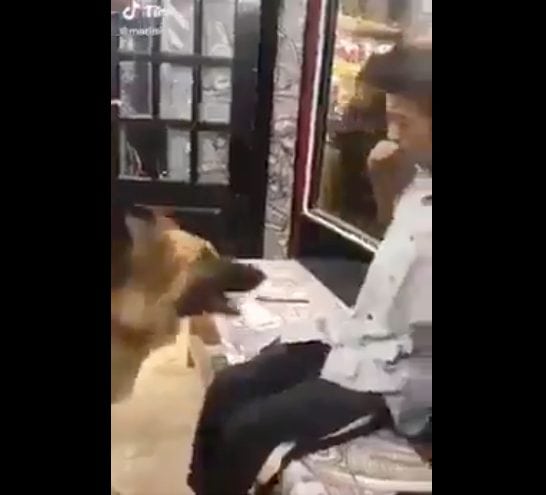 مصر: فيديو يظهر تعرض شاب من ذوي الاحتياجات الخاصة للتنمر والتخويف من كلب فيديو يظهر تعرض شاب من ذوي الاحتياجات الخاصة للتنمر