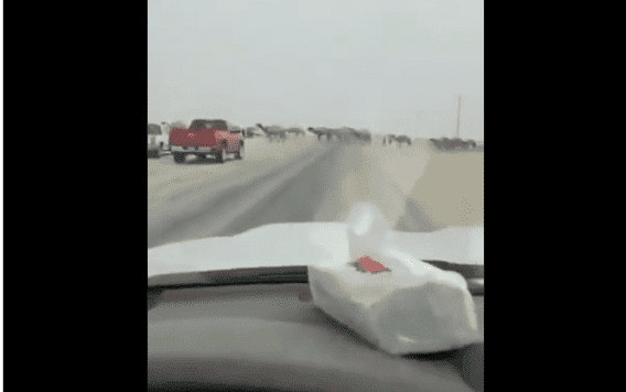 تناثرت أشلائهم وطاروا في الهواء.. سعودي يُوثق مشهداً عنيفاً أفقده عقله بسبب الجمال السائبة! حادث سير للجمال في السعودية watanserb.com