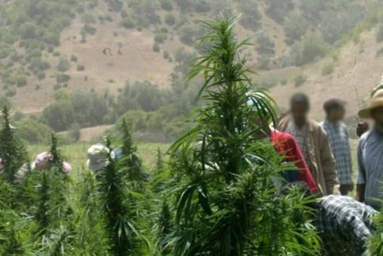 المغرب يسعى لاحتكار بورصة الحشيش في العالم watanserb.com