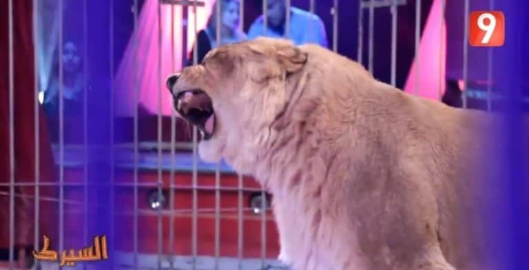 برنامج السيرك في تونس watanserb.com