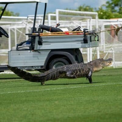 بالفيديو: تمساح يقتحم ملعب “تورونتو” الكندي ويثير الرعب وذهول اللاعبين تمساح يقتحم ملعب نادي تورنتو الأمريكي watanserb.com