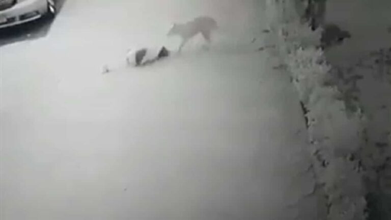 كلب ينهش طفلة watanserb.com