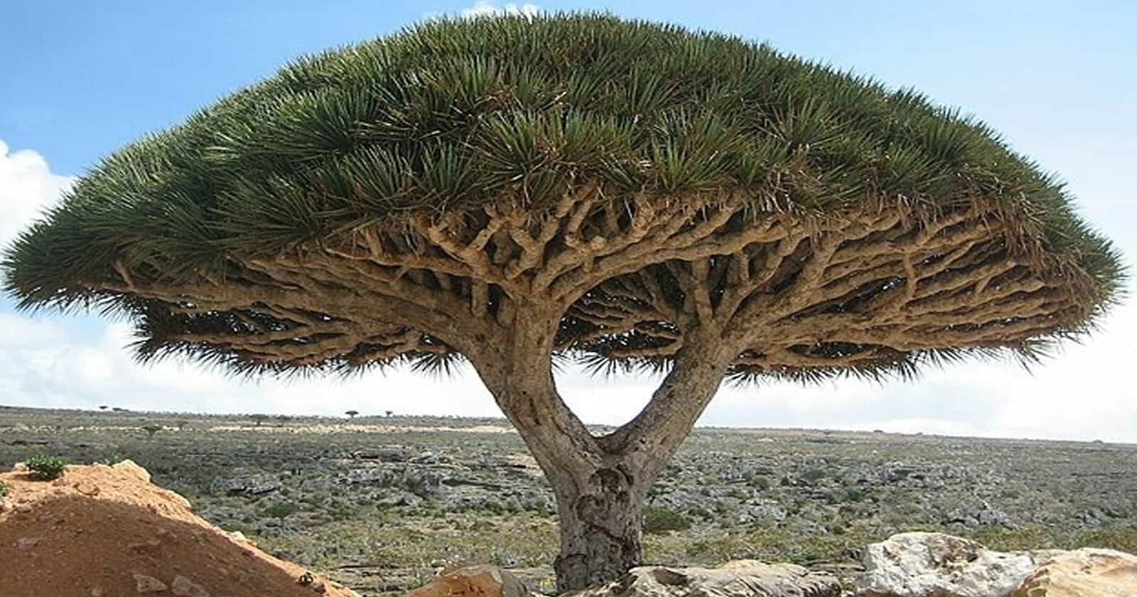 إسرائيليون في أوضاع غير أخلاقية على جزيرة سقطرى.. رحلات مباشرة من دبي وأبوظبي بتأشيرات إماراتية جزيرة سقطرى اليمنية watanserb.com