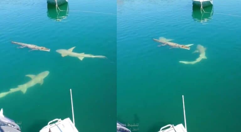 أسماك قرش تسبح قرب تمساح watanserb.com