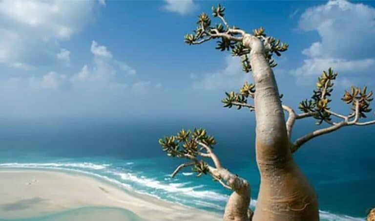 من تحبون يا أطفال سقطرى؟.. دعاية إماراتية رخيصة وقودها أطفال اليمن الجوعى! | القصة الكاملة سقطرى watanserb.com