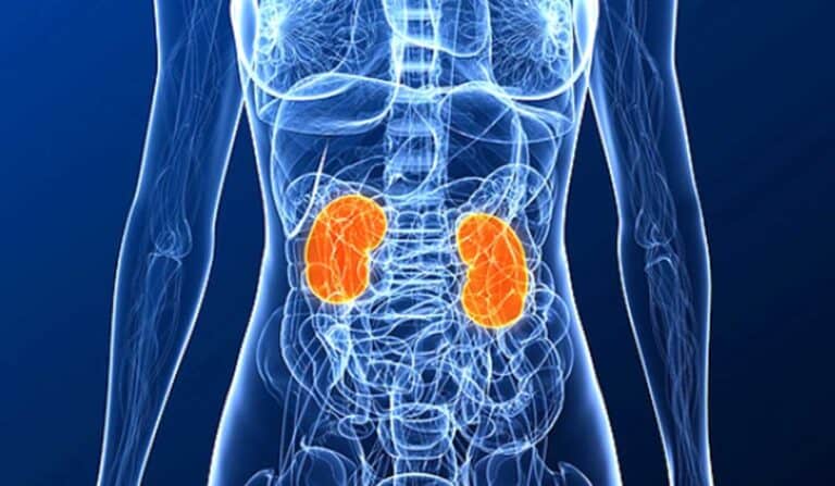 9 أطعمة مدرة للبول للعناية بصحة الكلى أطعمة مدرة للبول للعناية بصحة الكلى watanserb.com