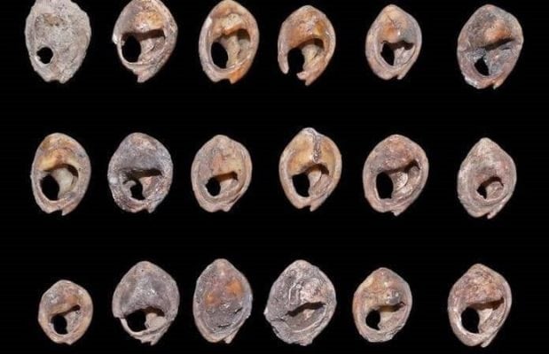 علماء الآثار في المغرب يعثرون على أقدم مجوهرات في العالم (صورة) watanserb.com