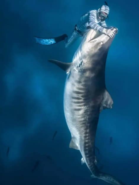 غواص يمسك بفم وأسنان قرش عملاق