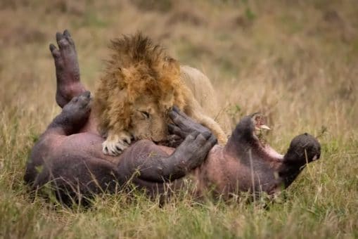 أسد ينقض على فرس نهر