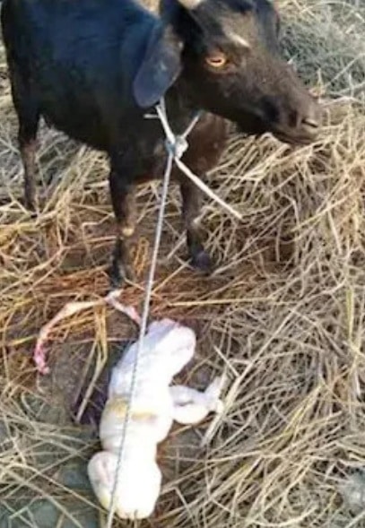 ماعز تضع مولوداً بوجه يشبه البشر