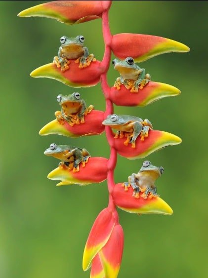 ضفادع شجرية في حالة من الإسترخاء