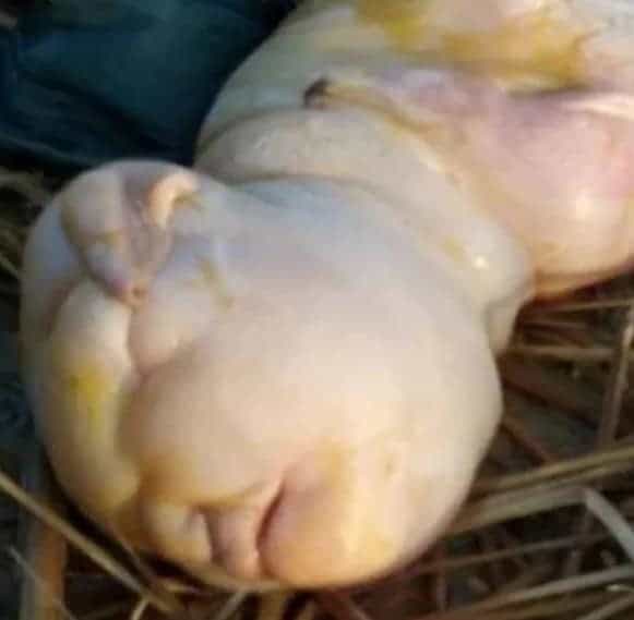 تم دفن جثة الجدي المولود مما تسبب في انزعاج العائلة