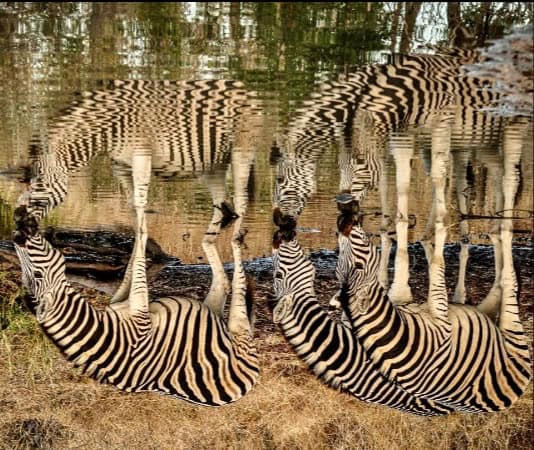 حمير وحشية تطأطأ رؤوسها لتشرب من حفرة مائية