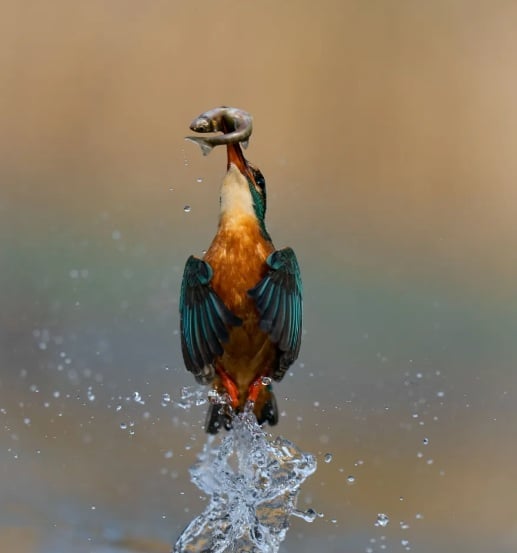 طائر الرفراف المنتشي وهو يغادر لجة الماء حاملا في فمه صيد يومه.