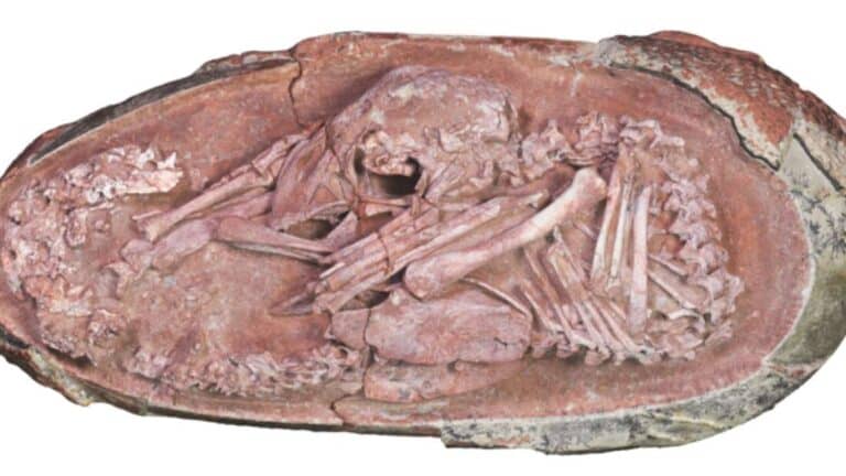 العثور على جنين ديناصور محفوظ داخل بيضة متحجرة watanserb.com