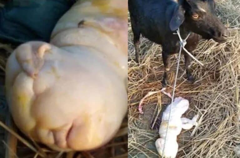 ماعز تلد حيوانا بوجه يشبه البشر watanserb.com