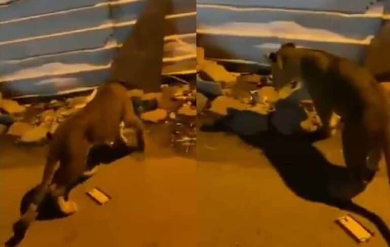 أسد يرعب سكان الكويت في ليلة رأس السنة ومفاجأة حول صاحبه watanserb.com