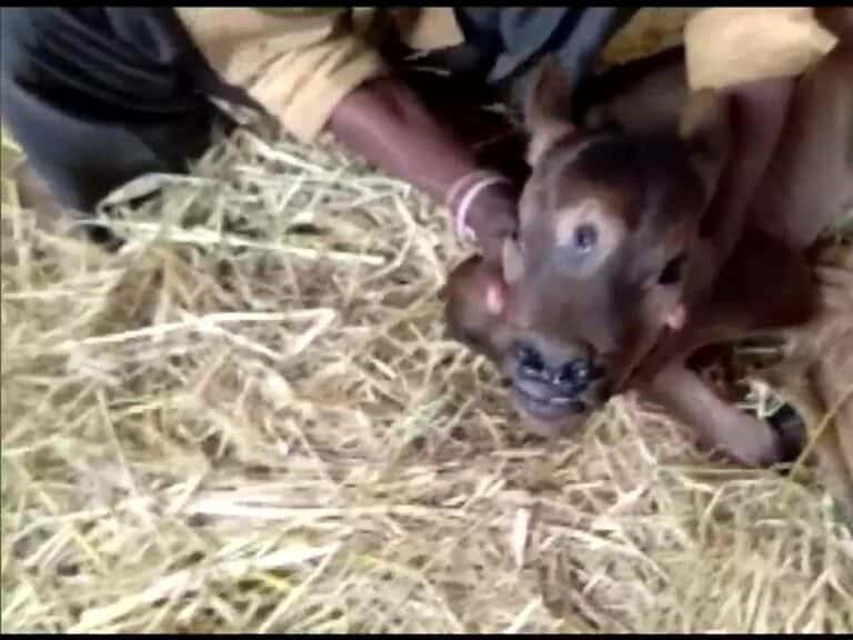 بقرة تلد عجلا بثلاثة عيون والسكان يعبدونه watanserb.com