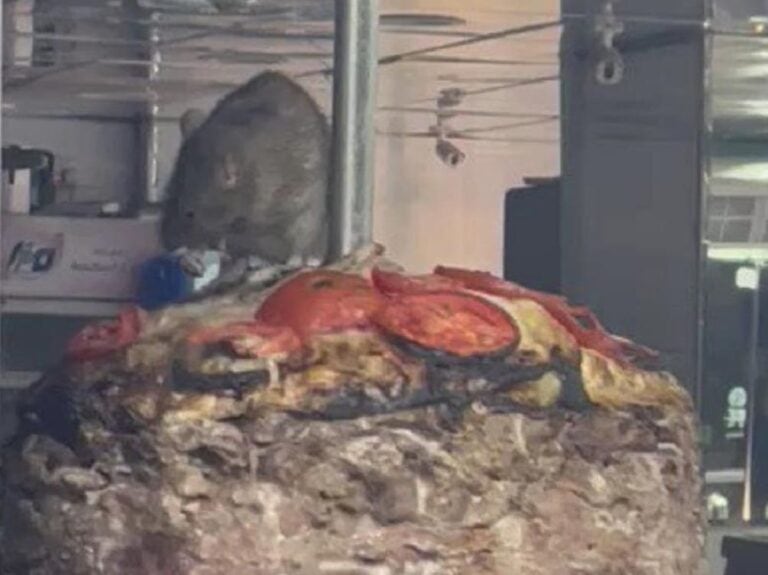 تتذوق قبل الزبائن.. فئران تتسبب في إغلاق مطعم شهير بالسعودية (فيديو) فئران تتسبب في إغلاق مطعم شهير بالسعودية watanserb.com