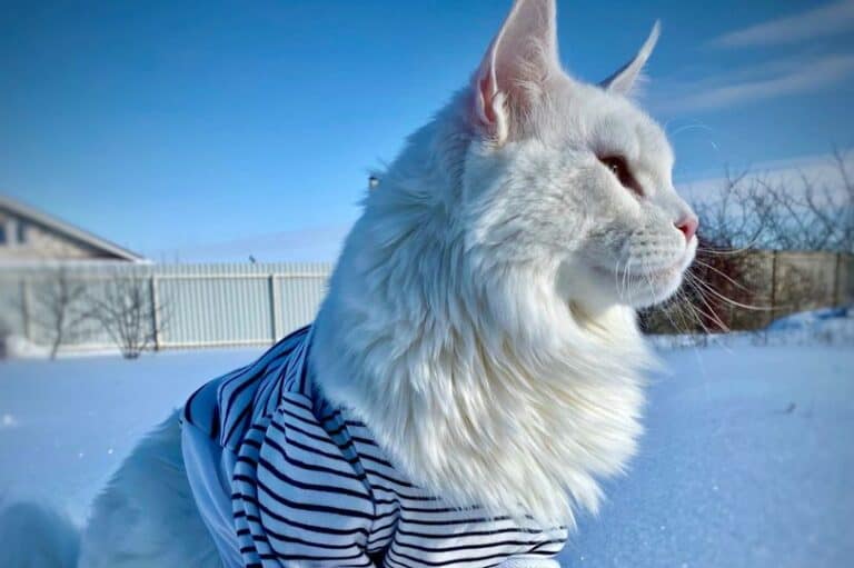 أضخم قط في العالم watanserb.com