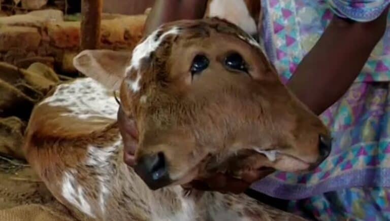 بقرة تلد عجلاً له رأسين في الهند watanserb.com