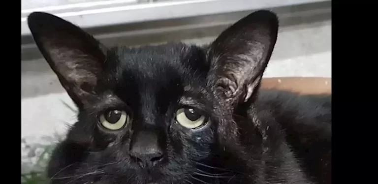 أتعس قط في العالم يعاني من متلازمة إهلرز دانلوس وينتظر الرحمة بعد إنقاذه أتعس قط في العالم watanserb.com