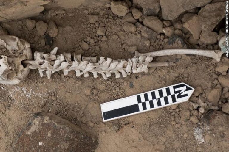 اكتشاف 200 عمود فقري متشابك على أعمدة من القصب watanserb.com