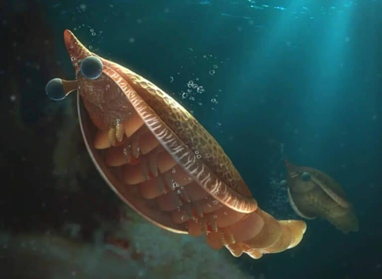 الحلقة المفقودة: اكتشاف نوع جديد من مفصليات ما قبل التاريخ! مفصليات الأرجل watanserb.com