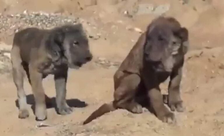 ظهور حيوانات غريبة في العراق يثير جدلا واسعا! (فيديو) حيوانات غريبة في العراق watanserb.com