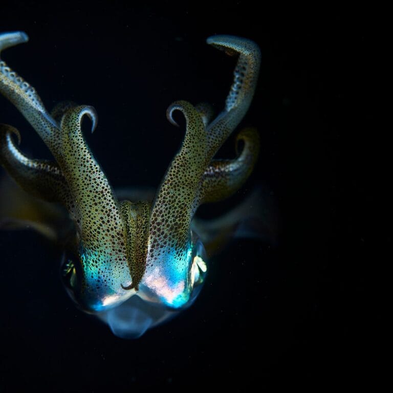 كائنات بحرية غامضة تثير حيرة العلماء.. أحدهم هاجم صياد بشراسة watanserb.com