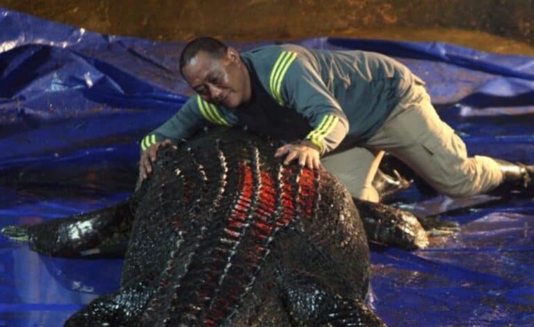 التمساح لولونغأضخم تمساح في العالم بالمياه المالحة watanserb.com