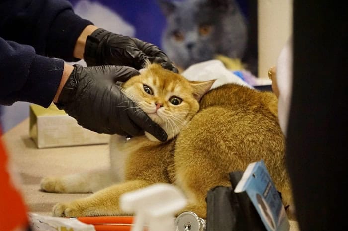 ملكة جمال القطط في الأردن