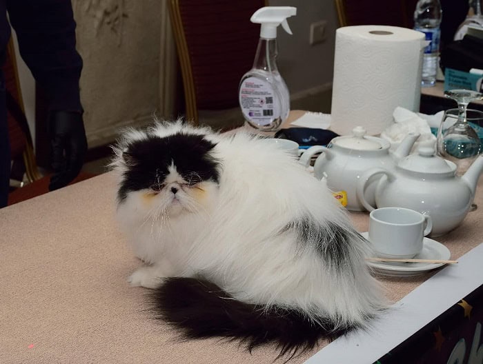 ملكة جمال القطط في الأردن