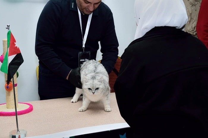 ملكة جمال القطط في الأردن