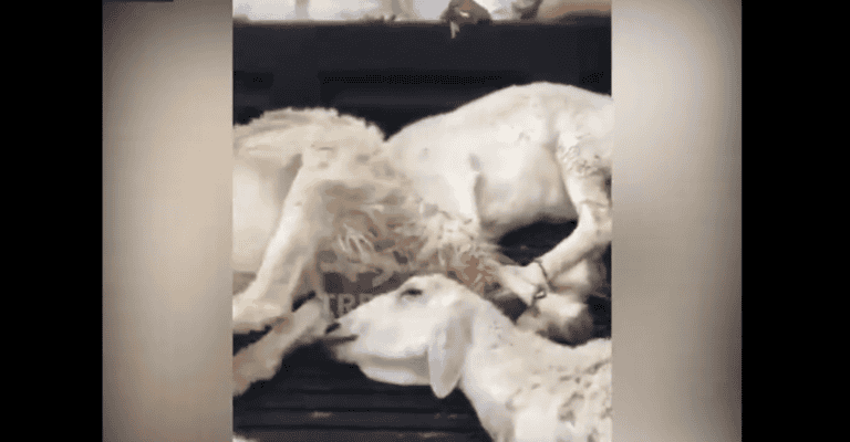 أغنام نافقة تباع لمطاعم في السعودية watanserb.com