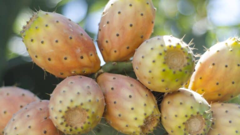 لن تتخيل ما يفعله التين البربري "الشوكي" بصحتك! watanserb.com