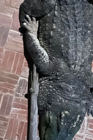 تماسيح تلتهم رجلاً 