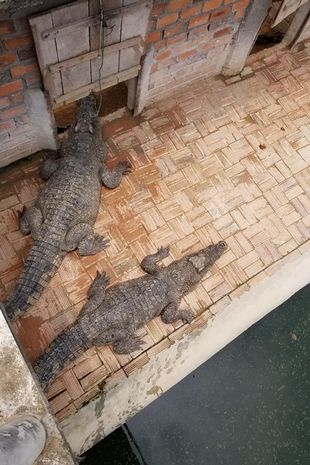 تماسيح تلتهم رجلاً 