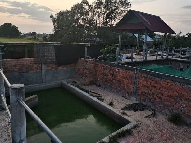 حظيرة التماسيح التي سقط فيها سو سوثيا