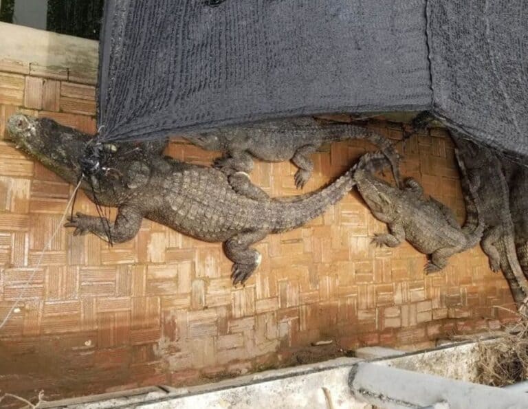 تماسيح تلتهم رجلاً watanserb.com