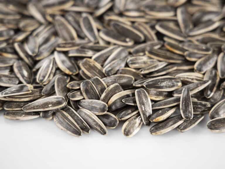 بذور دوار الشمس.. لماذا تعتبر من الأطعمة الخارقة؟ إليك السر بذور دوار الشمس.. لماذا تعتبر من الأطعمة الخارقة؟ إليك السر