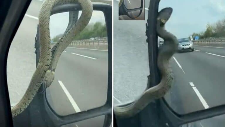 ثعبان يتشبث بمرآة سيارة وهي تسير بسرعة 70 ميلاً في الساعة (فيديو) watanserb.com