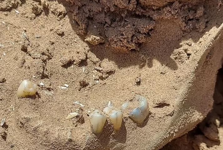 ضحايا المافيا