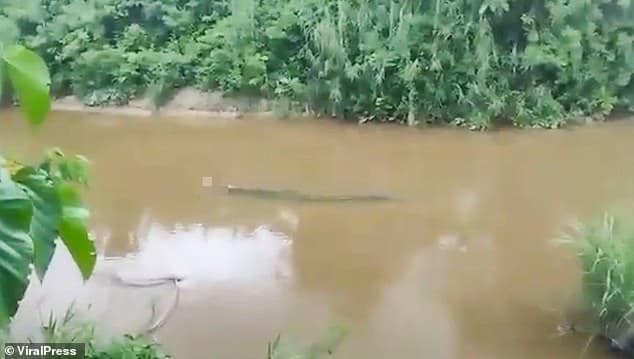 تمساح يهاجم صياد