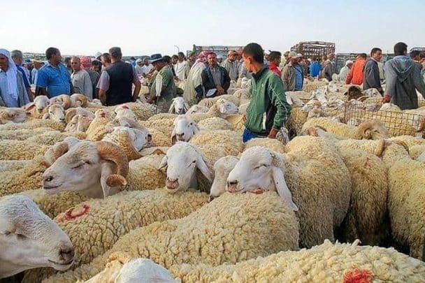 مقاطعة أضاحي عيد الأضحى watanserb.com