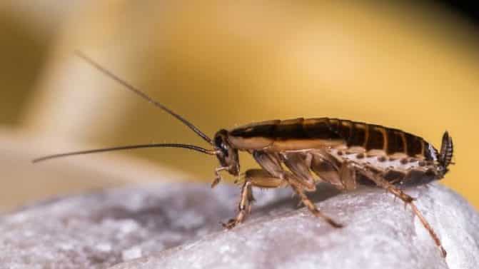 أماكن غير متوقعة في منزلك قد تختبئ فيها الصراصير وتسبب لك الإزعاج تختبئ الصراصير في المطبخ watanserb.com