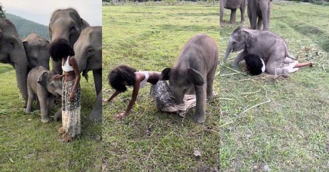 فيل يدوس ويسحل عارضة أزياء watanserb.com