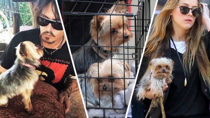 آمبر هيرد تغرق أكثر .. ما فضيحة تهريب الكلاب المتورطة بها!؟ (شاهد) قضية تهريب الكلاب للنجمة آمبر هيرد watanserb.com