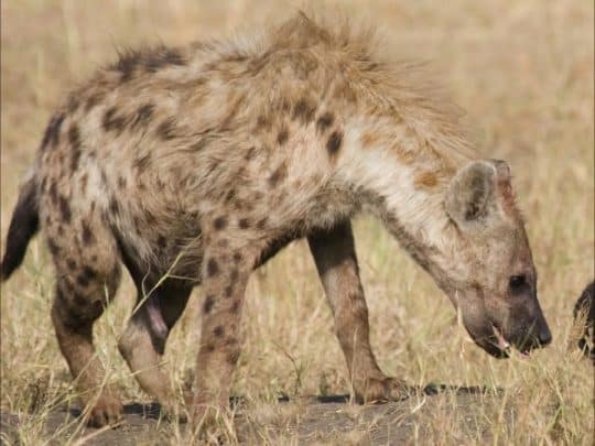 لأنثى الضباع قضيب مزيف watanserb.com